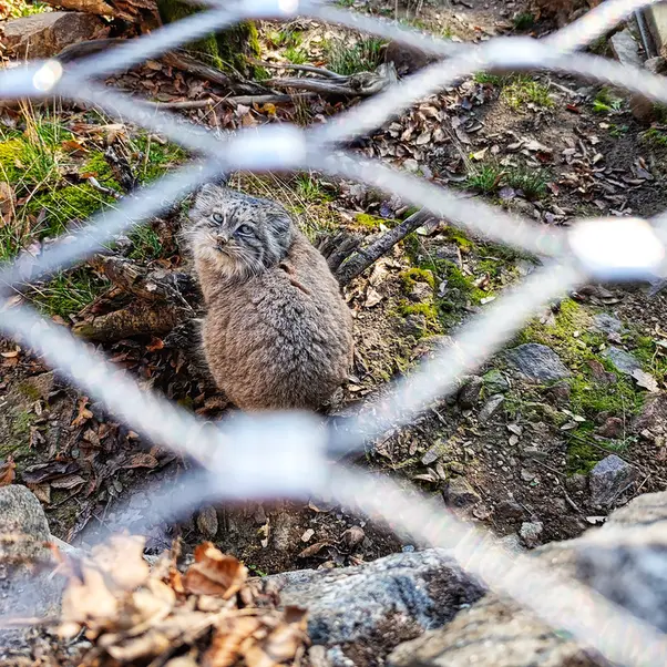 イフラヴァ動物園のルガシャの写真
