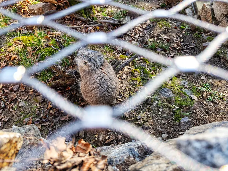 イフラヴァ動物園のルガシャの写真