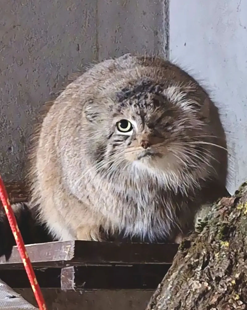 ポズナン新動物園のボジェンカの写真