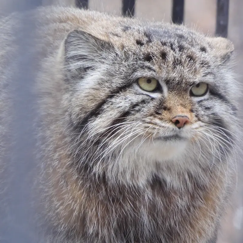 ノヴォシビルスク動物園のシルヴェスターの写真