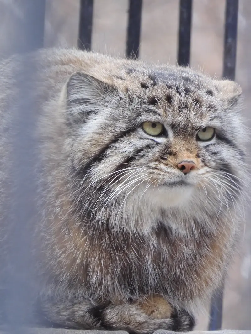 ノヴォシビルスク動物園のシルヴェスターの写真