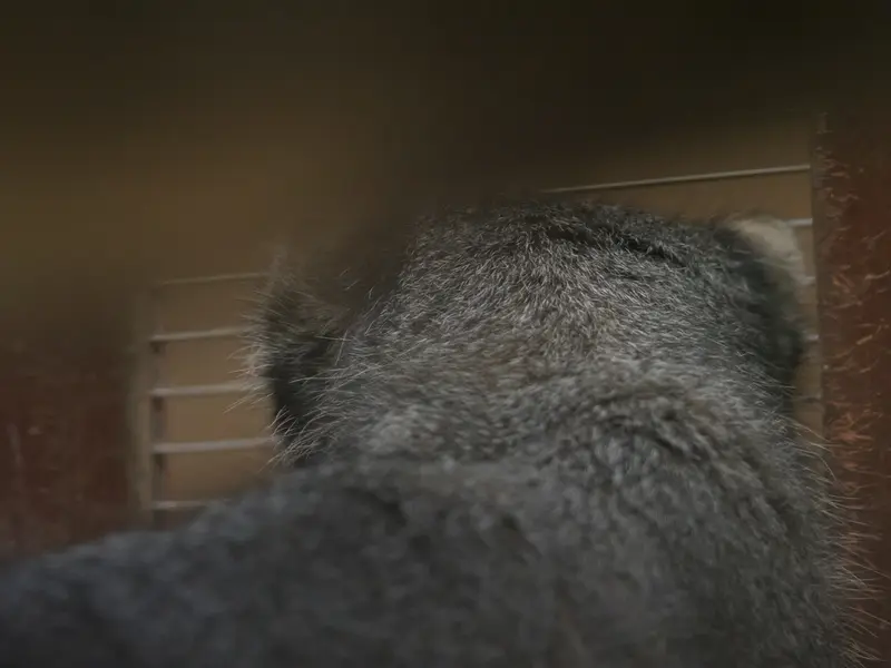 恩賜上野動物園のクリョンの写真