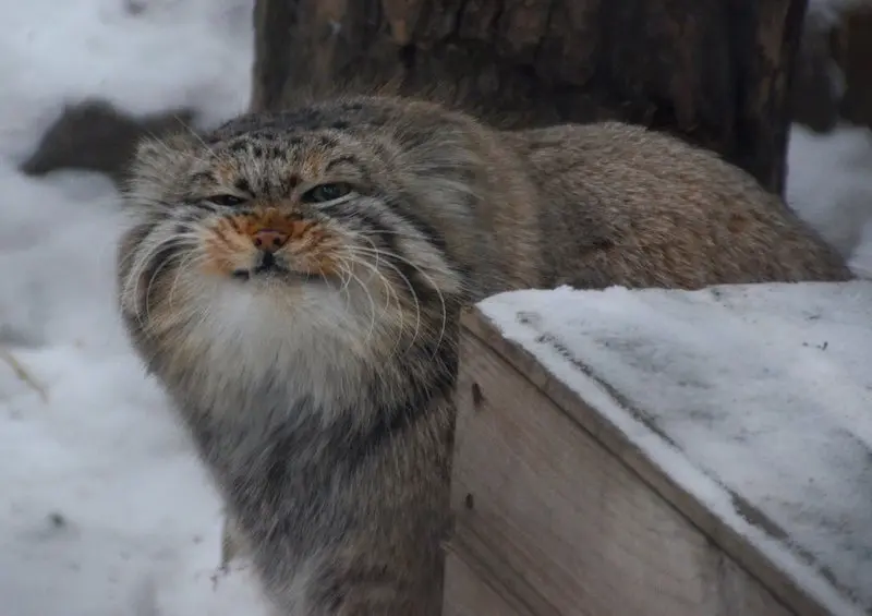 ノヴォシビルスク動物園のゼレノゴルスクの写真