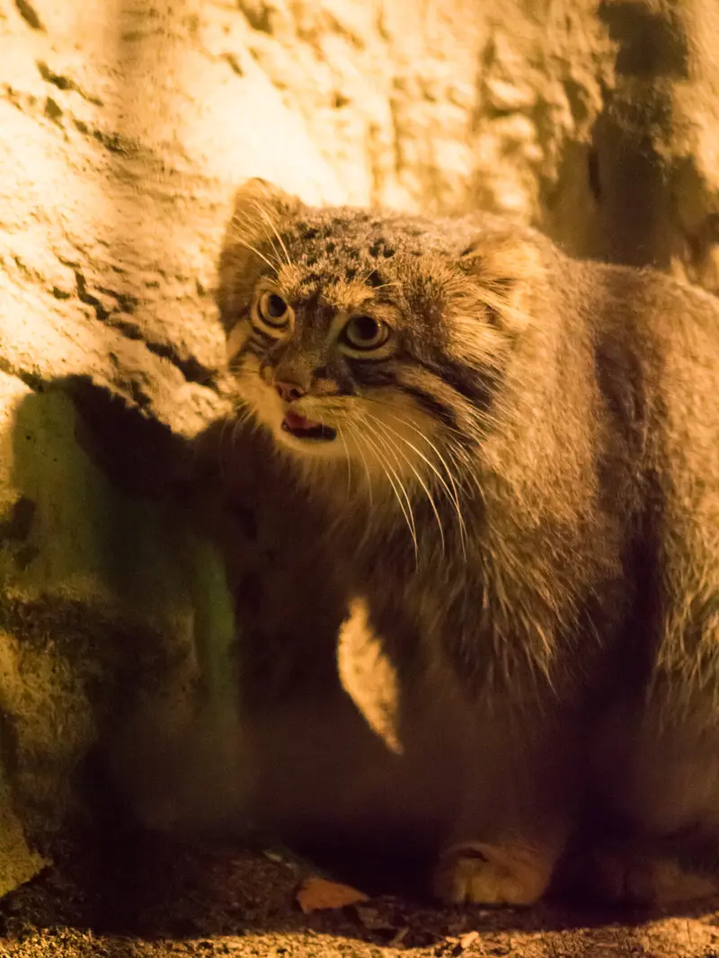 野毛山動物園のフィーガの写真