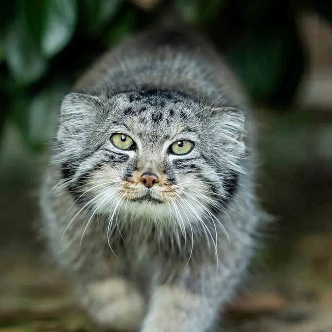 ビッグ・キャット・サンクチュアリのジェスロの写真
