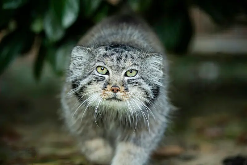 ビッグ・キャット・サンクチュアリのジェスロの写真