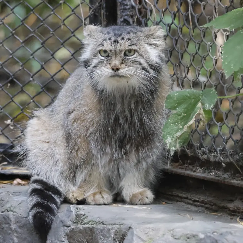 ノヴォシビルスク動物園のラストチカの写真