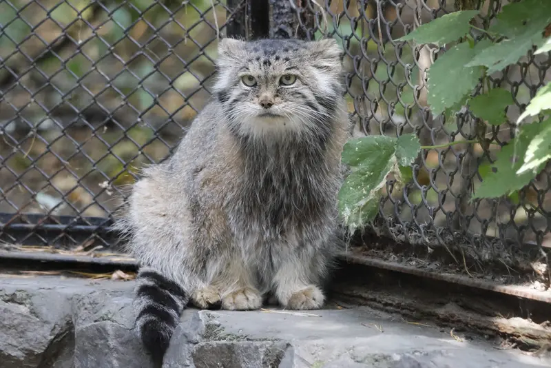 ノヴォシビルスク動物園のラストチカの写真