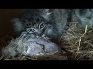 ビッグ・キャット・サンクチュアリのシヴァ、トゥーラとアドゥヴァの動画