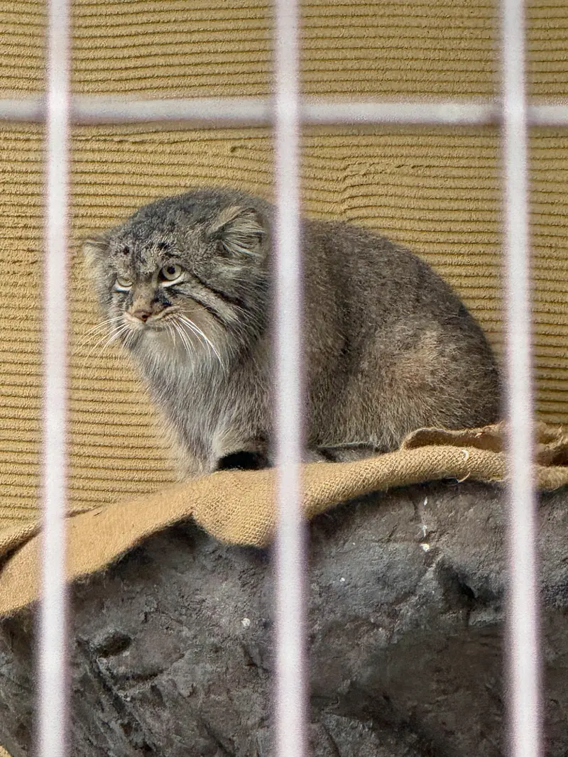 旭山動物園のヒデの写真