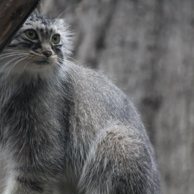 レッドリバー動物園のミーラの写真