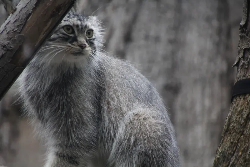 レッドリバー動物園のミーラの写真