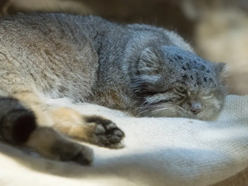 恩賜上野動物園のクリョンの写真