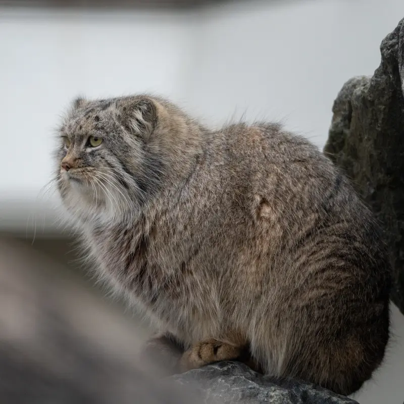 コルケアサーリ動物園のアルカスの写真