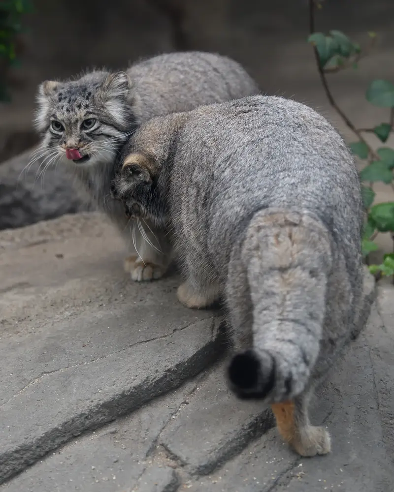 神戸どうぶつ王国のアズの写真