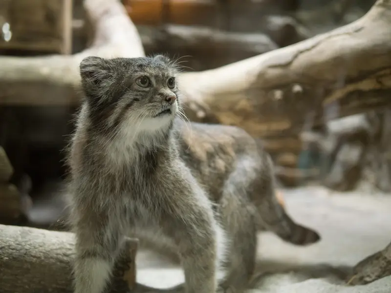 恩賜上野動物園のクリョンの写真