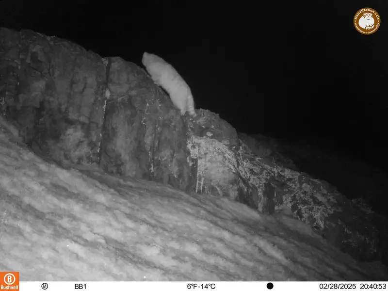 アクタス＝クンコラ［新］カメラトラップで撮影したOtocolobus manul manulの写真