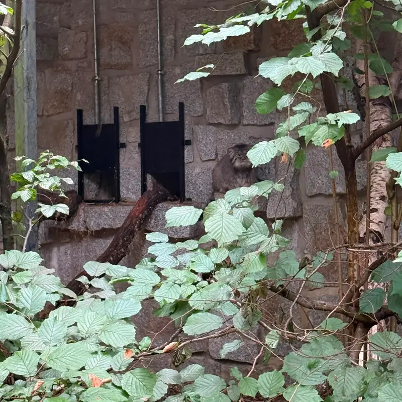 ケムニッツ動物園のトゥヤの写真