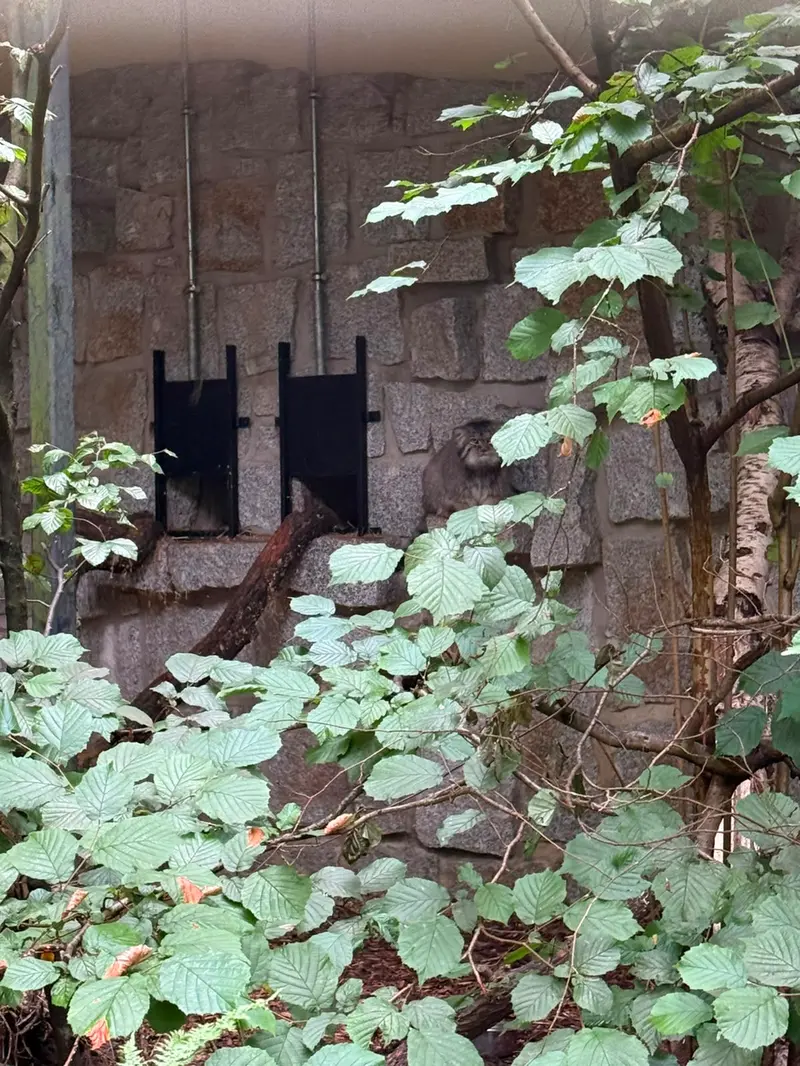 ケムニッツ動物園のトゥヤの写真