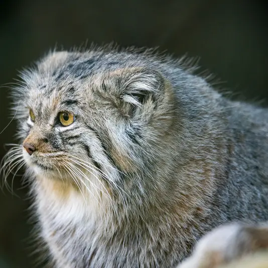 ヘラブルン動物園のプルシの写真