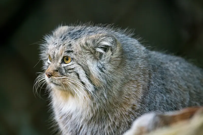 ヘラブルン動物園のプルシの写真