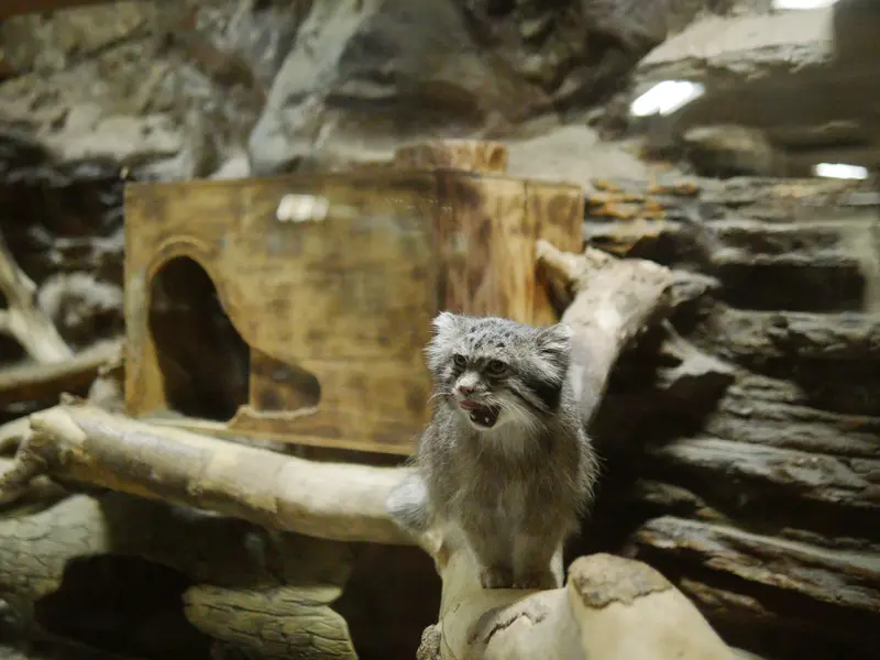 恩賜上野動物園のクリョンの写真