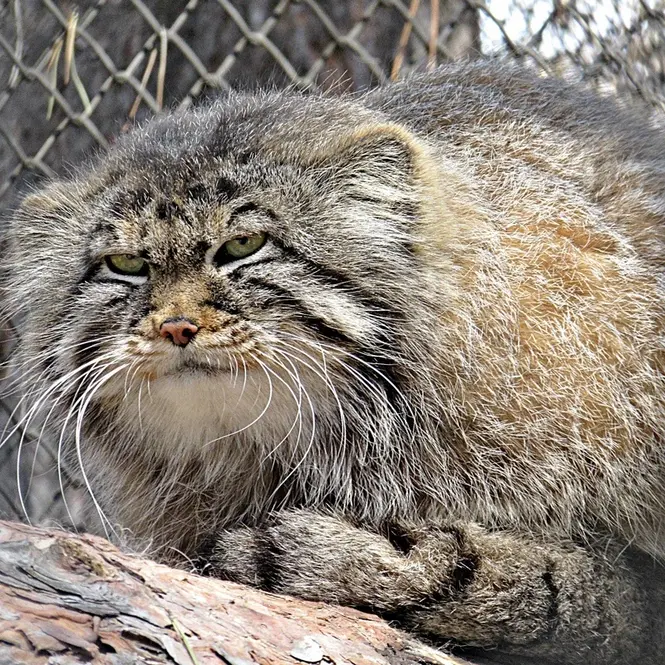 ノヴォシビルスク動物園のゼレノゴルスクの写真