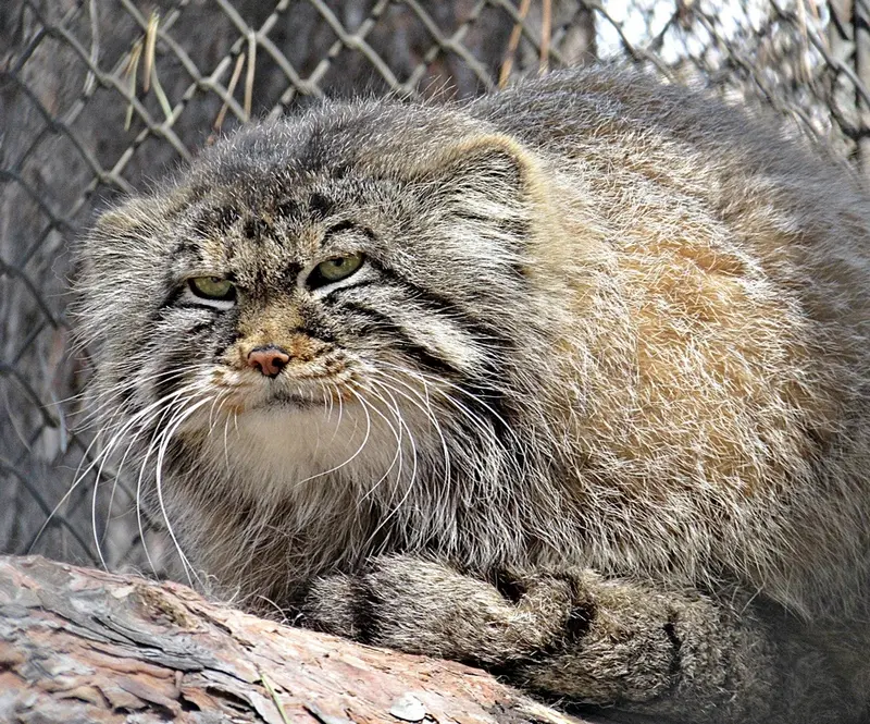 ノヴォシビルスク動物園のゼレノゴルスクの写真