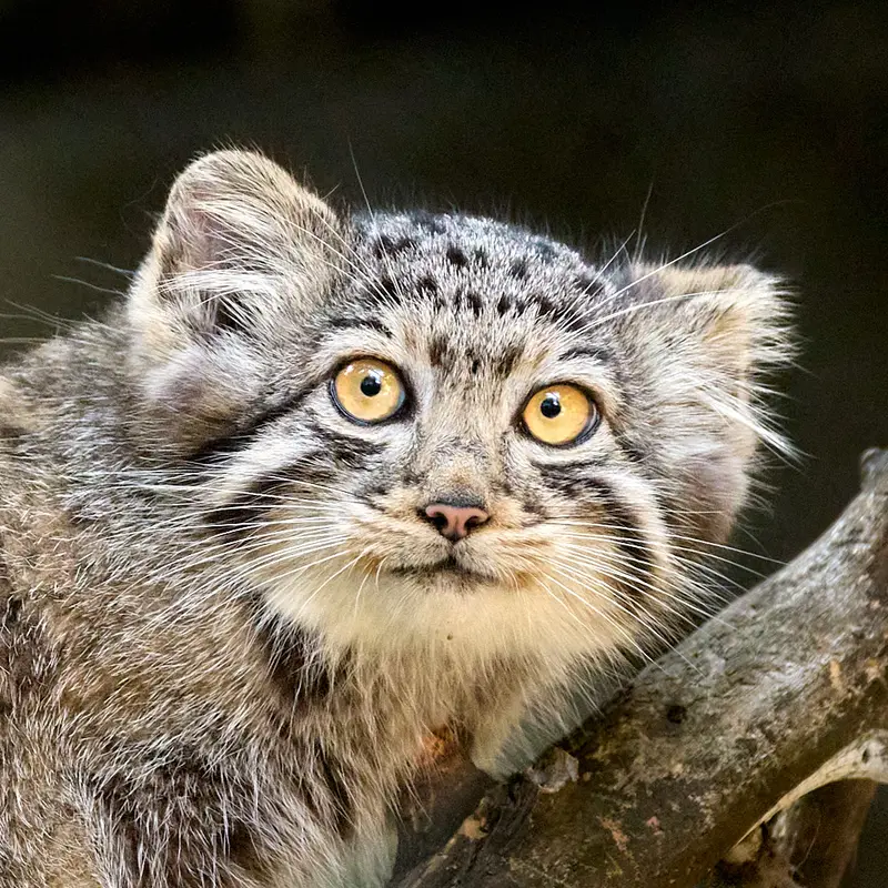 ノヴォシビルスク動物園のマヌルネコのイヴの子（2026年生まれ）Ⅰ