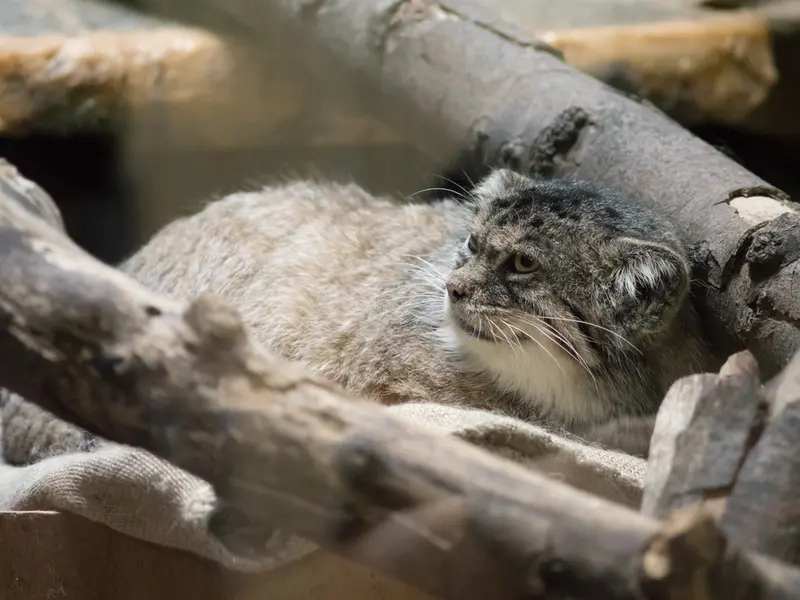 恩賜上野動物園のプリームラの写真
