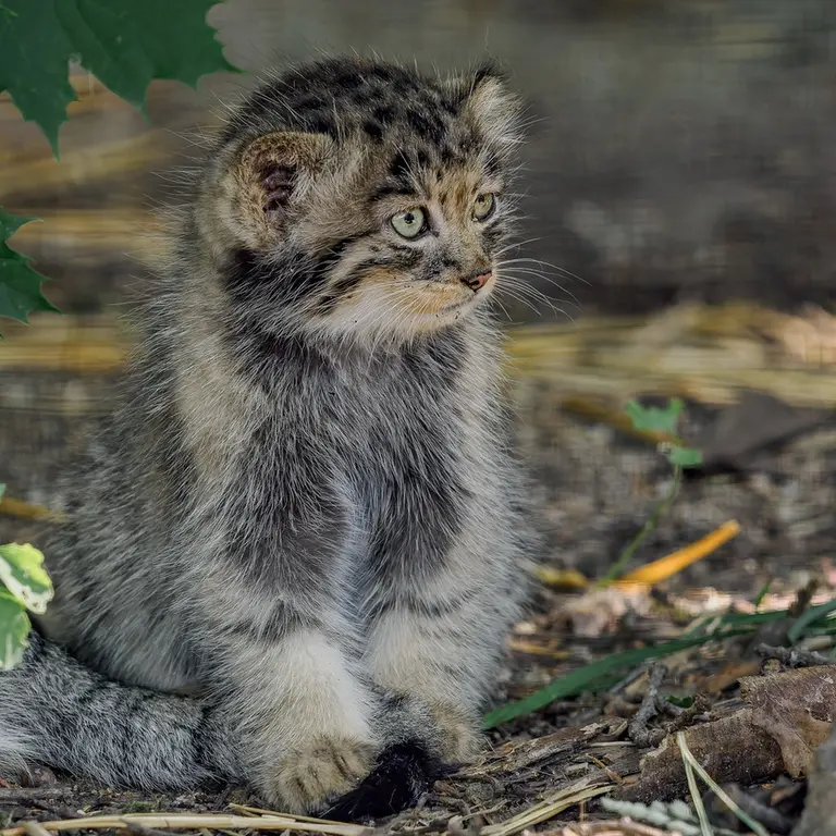 ブルノ動物園のマヌルネコの写真