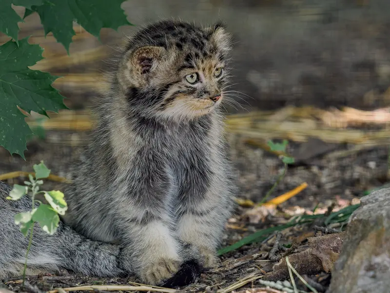 ブルノ動物園のマヌルネコの写真