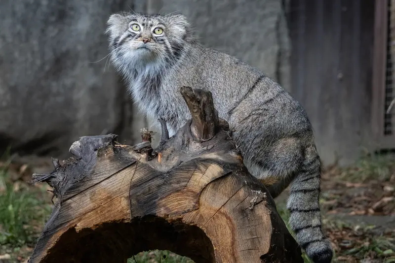 モスクワ動物園のティモフェイの写真
