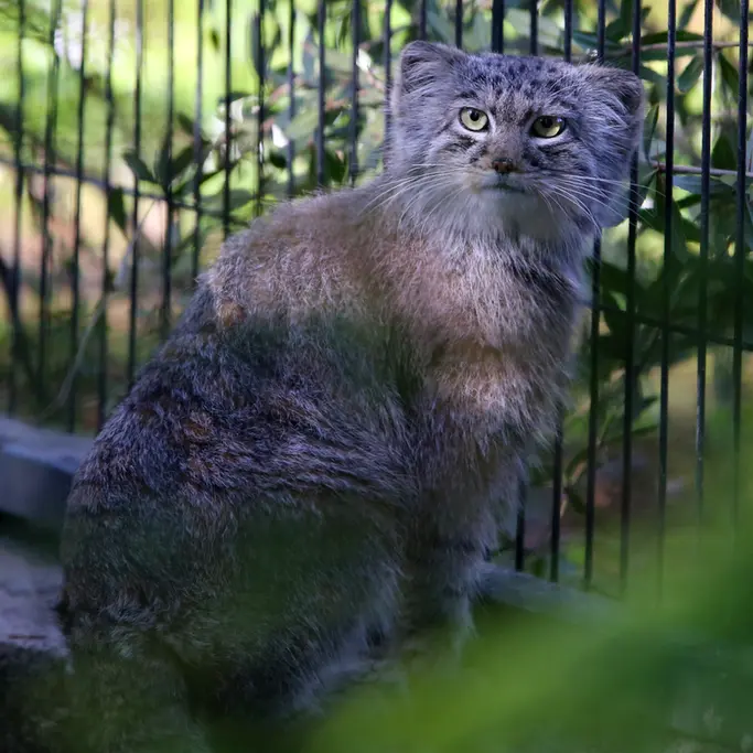 クラクフ動物園のツァスの写真