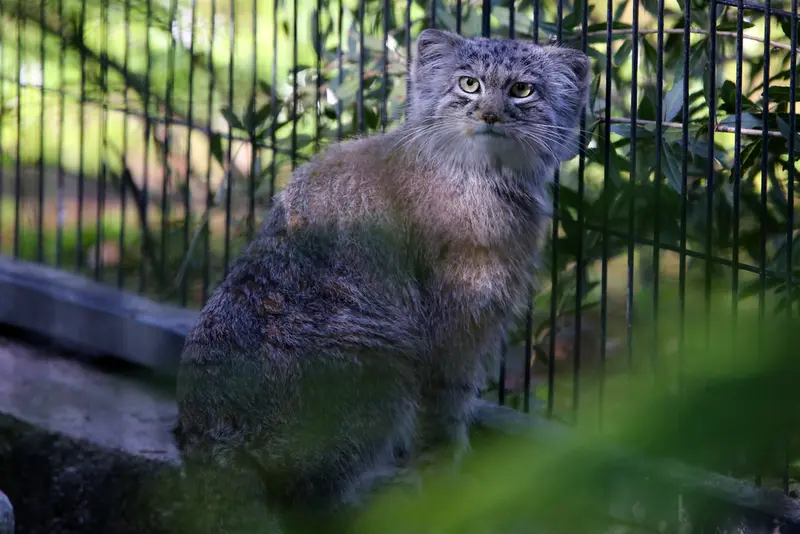 クラクフ動物園のツァスの写真