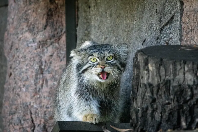 モスクワ動物園のティモフェイの写真