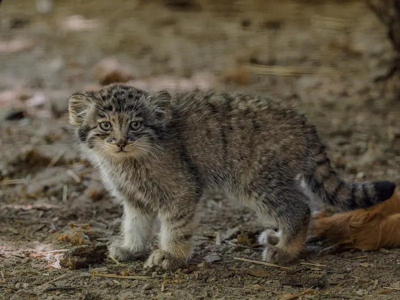 ブルノ動物園のマヌルネコの写真