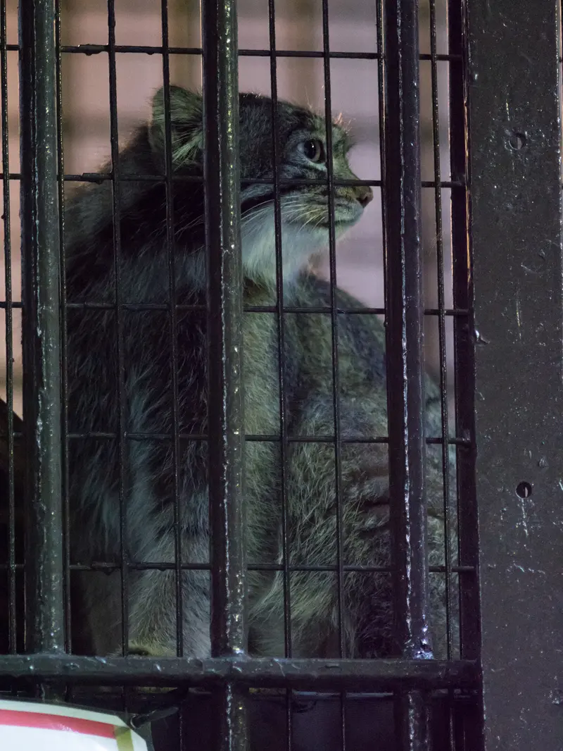 野毛山動物園のフィーガの写真