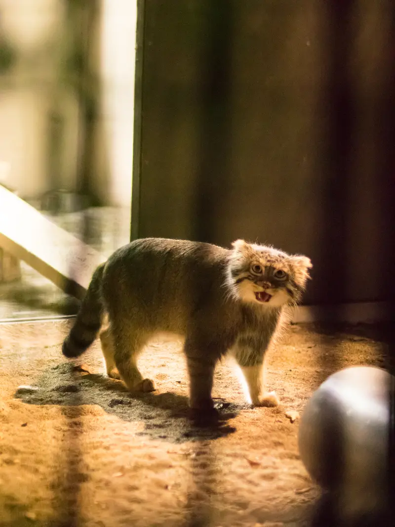 野毛山動物園のフィーガの写真