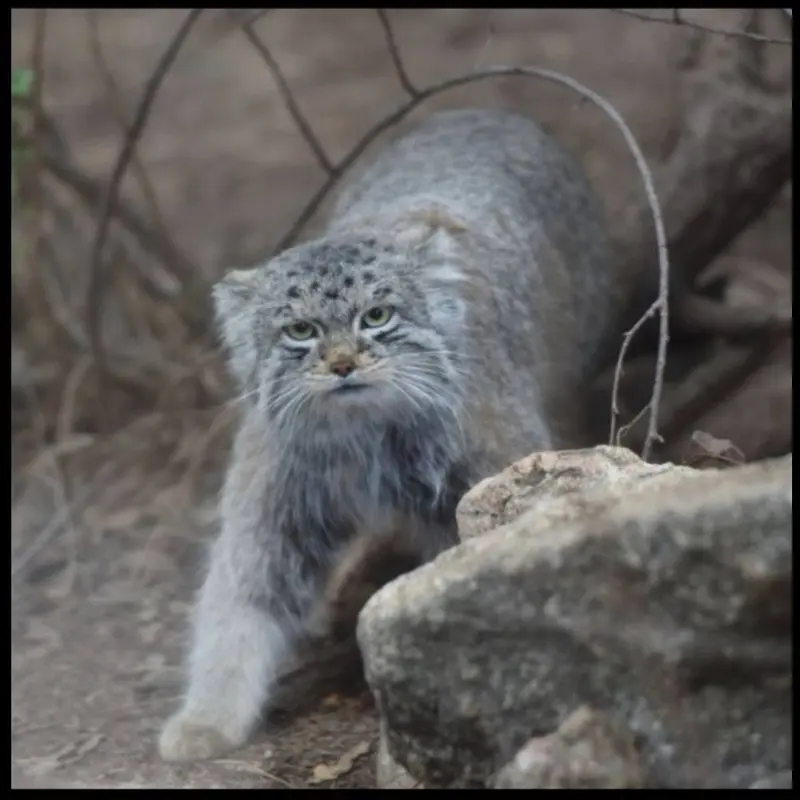 シャイアン・マウンテン動物園のボーの写真