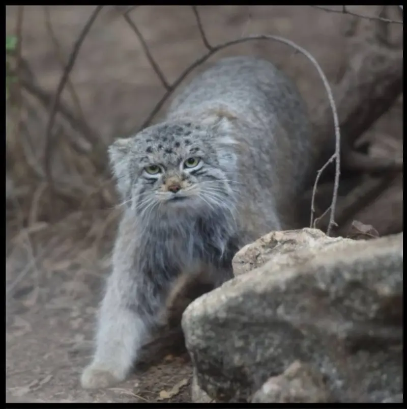 シャイアン・マウンテン動物園のボーの写真