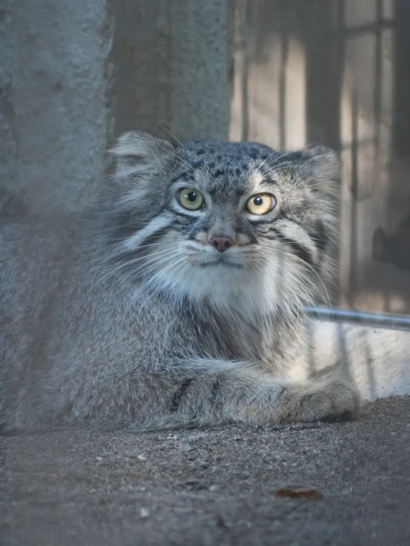 野毛山動物園のフィーガの写真