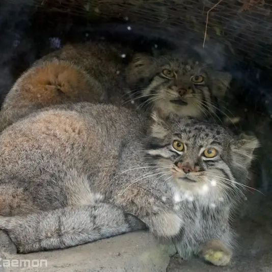 神戸どうぶつ王国のオトとメイの写真