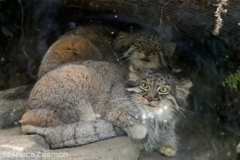 神戸どうぶつ王国のオトとメイの写真