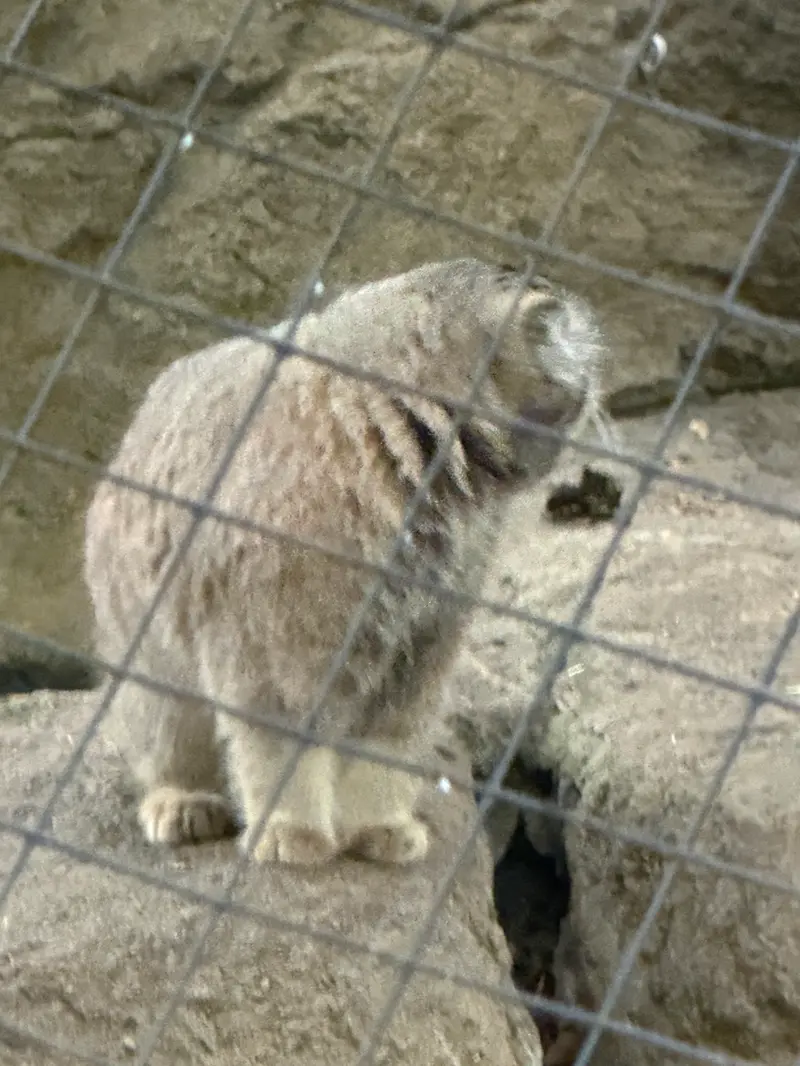 シンシナティ動物園のムーシューの写真