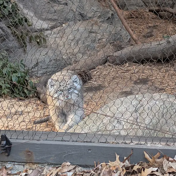 プロスペクト・パーク動物園のバトゥの写真