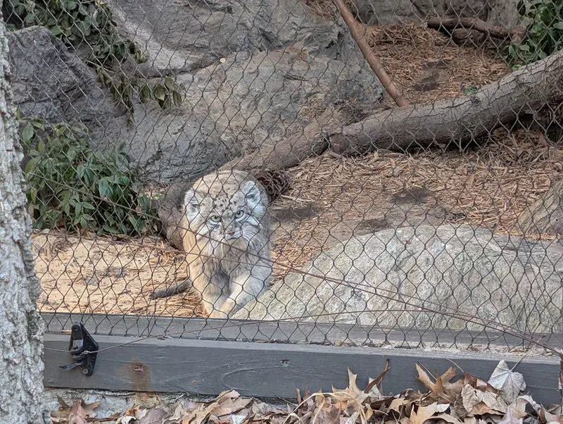 プロスペクト・パーク動物園のバトゥの写真