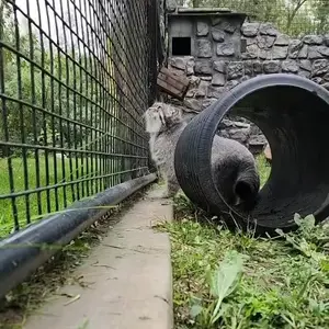 ダコタ動物園のフィンの写真