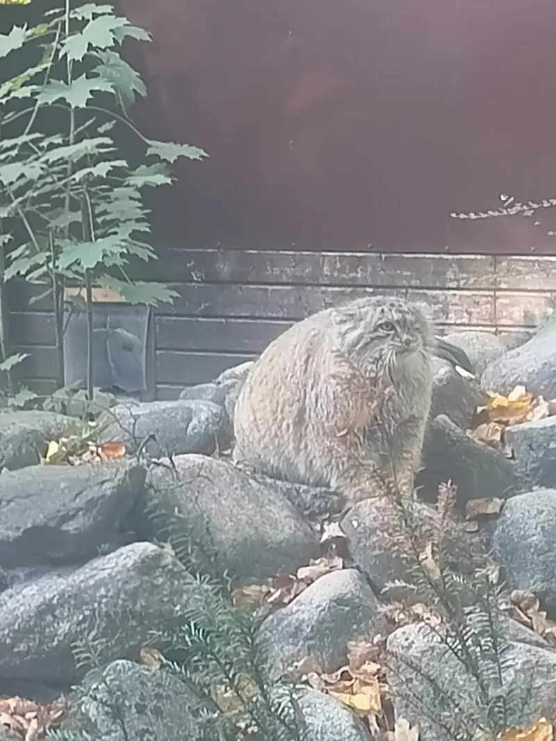 ポズナン新動物園のボジェンカの写真