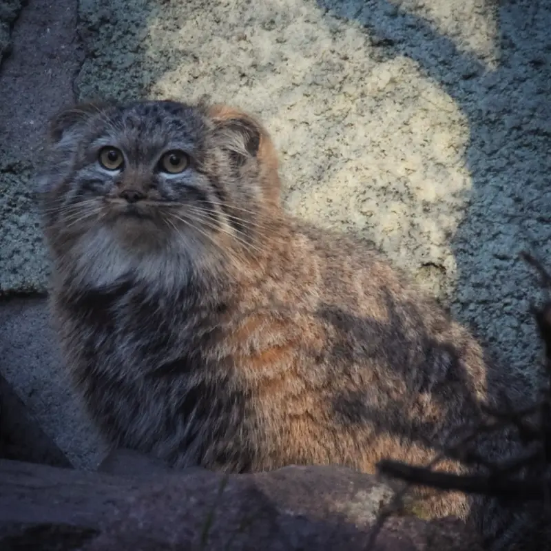 ブダペスト動物園・植物園のルーシーの写真